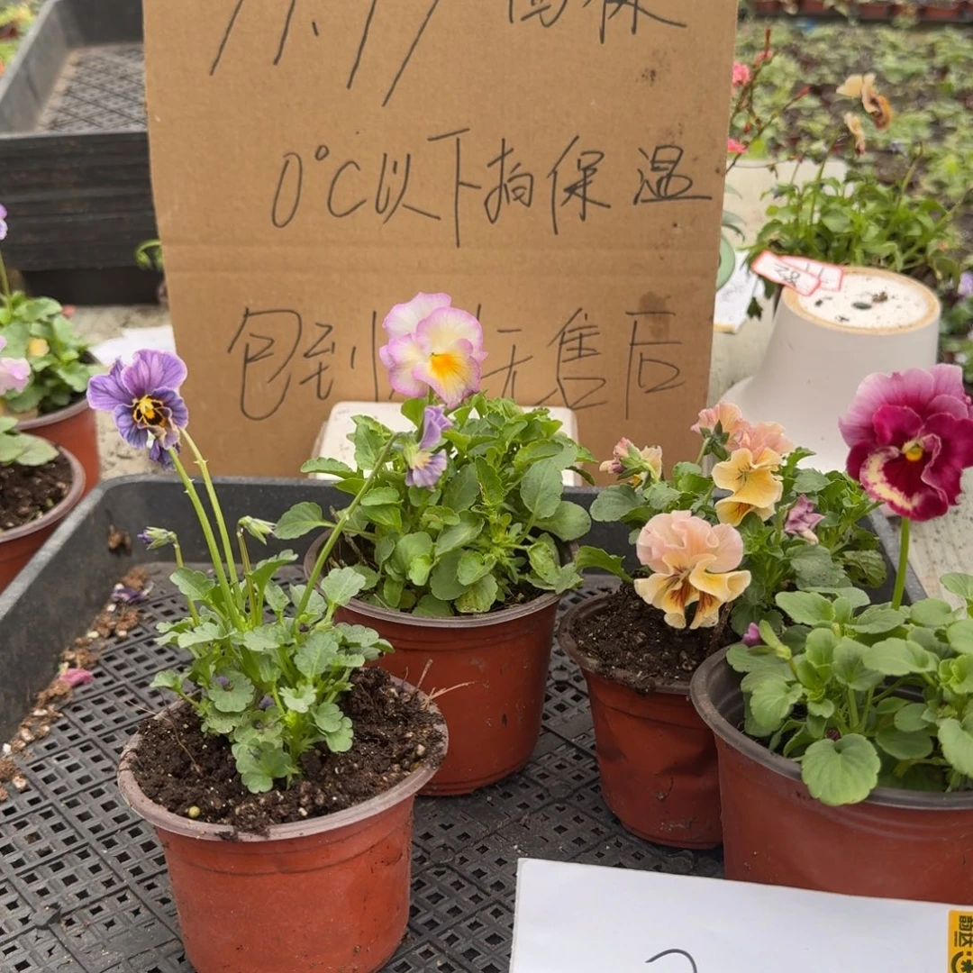 大部分花苞少量开放30