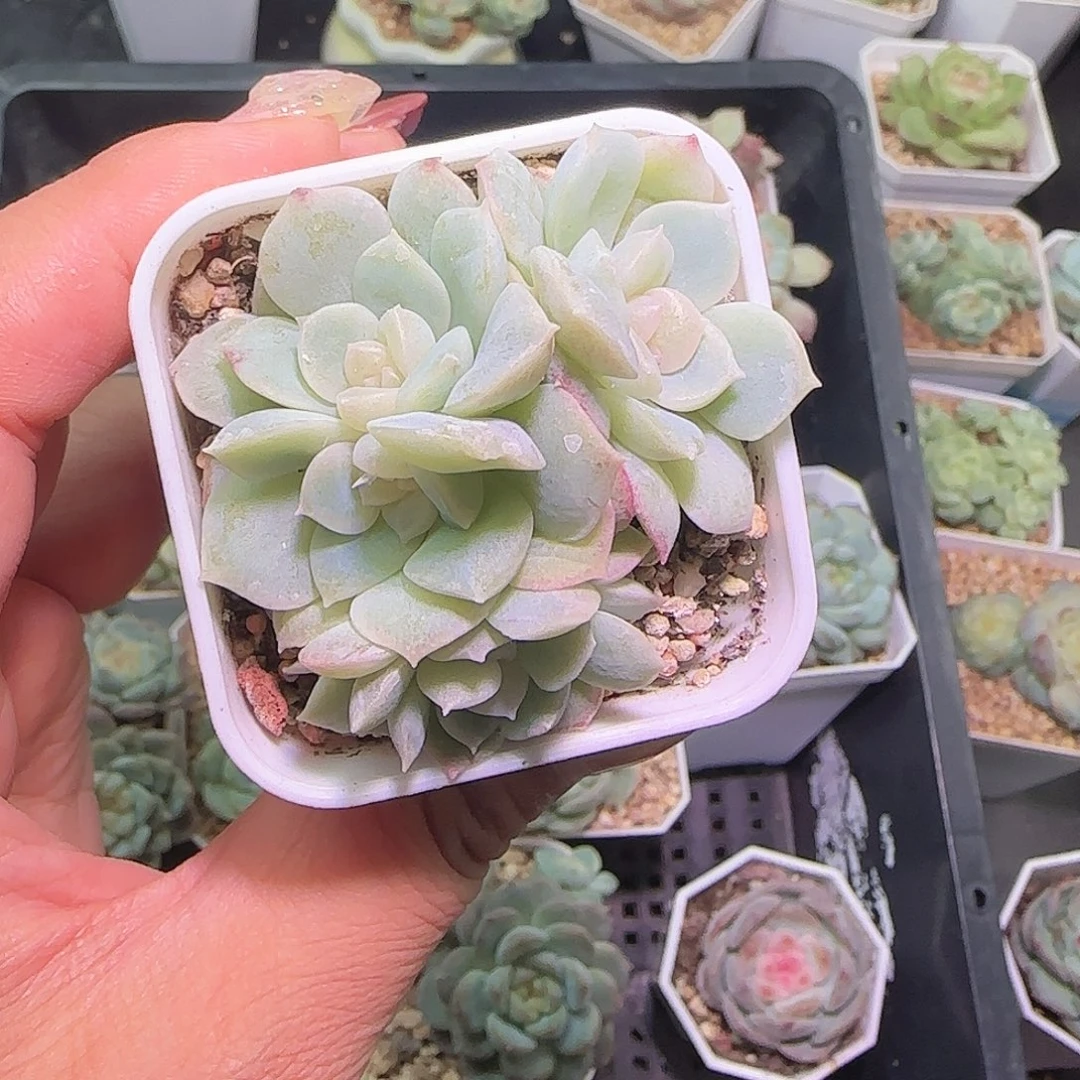 初***生五头梦幻泡影开播