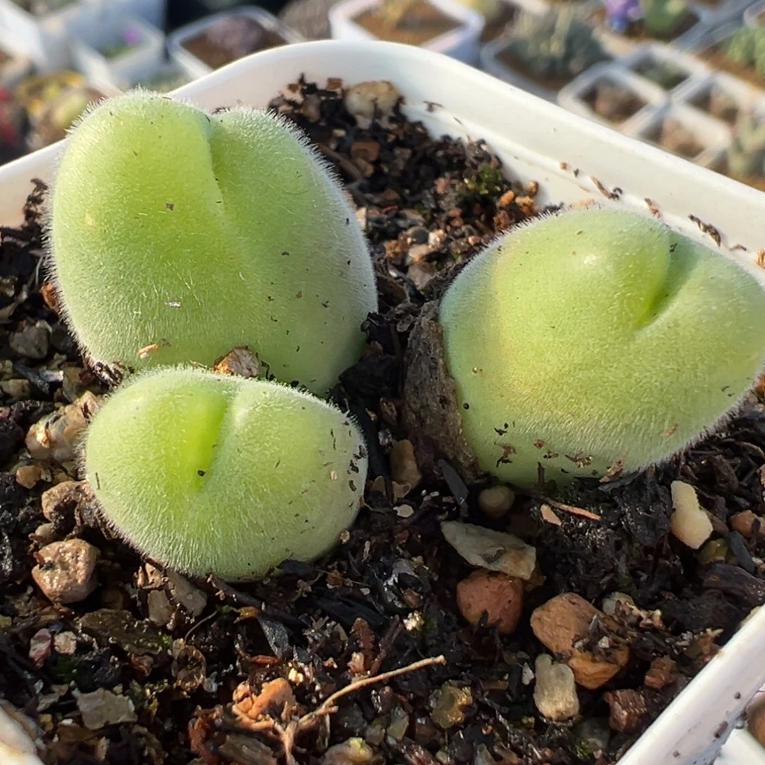 081多肉植物种类多样