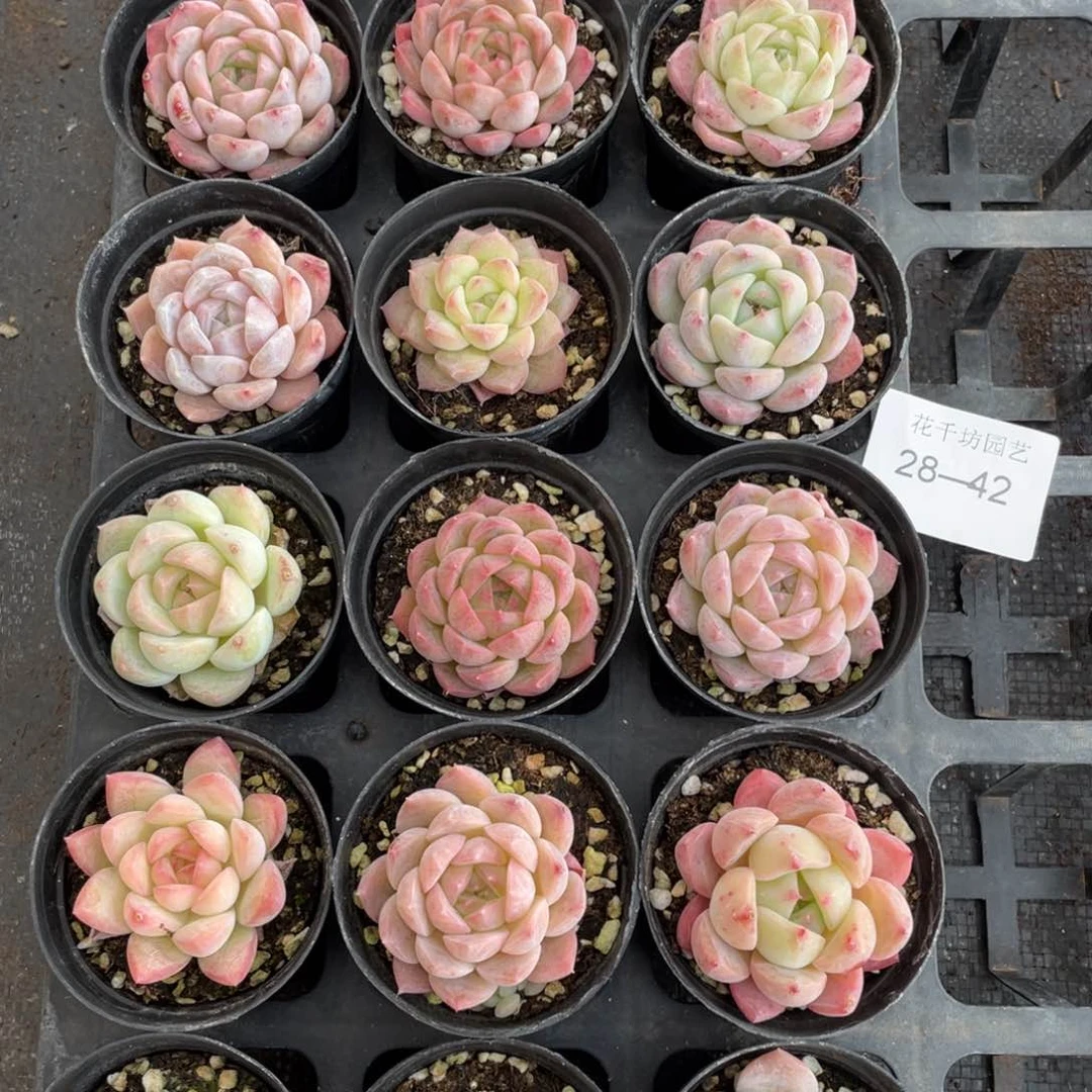 一物一拍18棵28-42