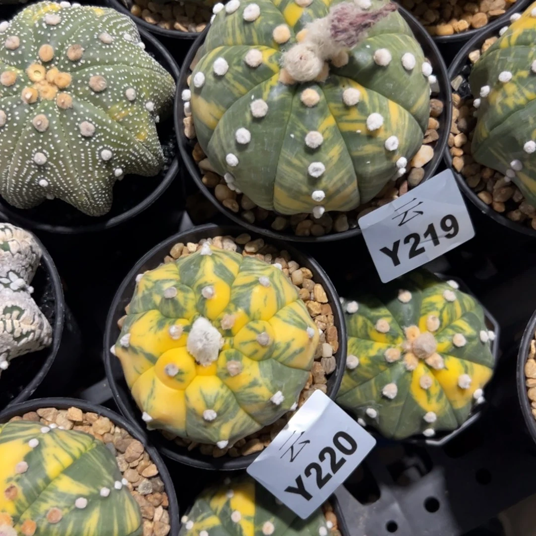 冯***冯Y219， Y220号兜仙人球