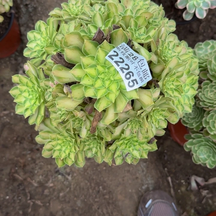 22265韶华多肉植物