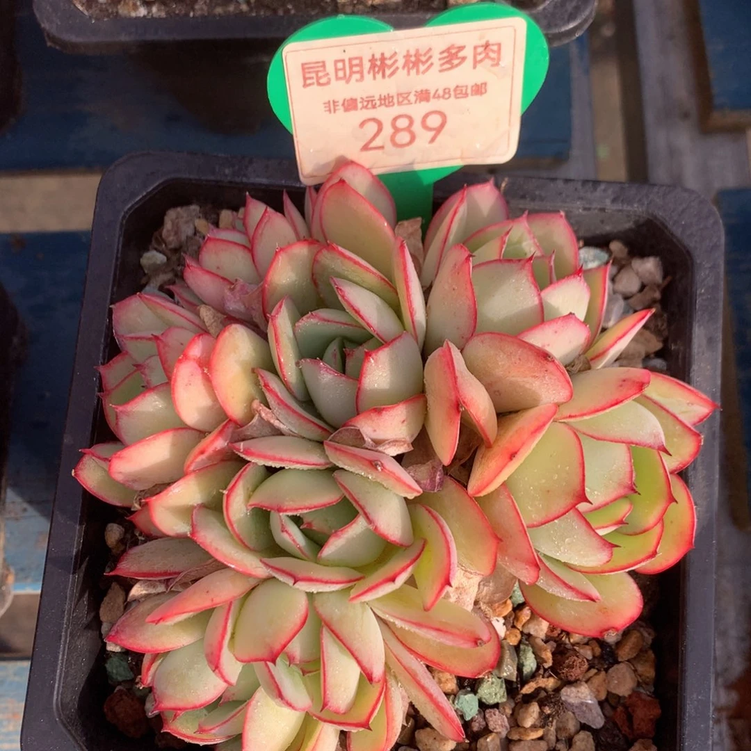 牡丹亭矮桩平头无砍289