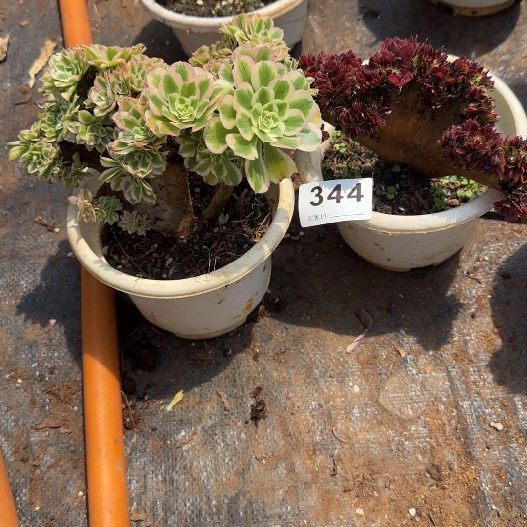 常***丽两个多肉植物0344