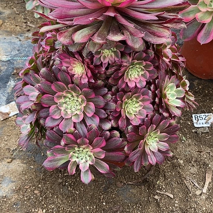 多肉植物红胭脂900多肉