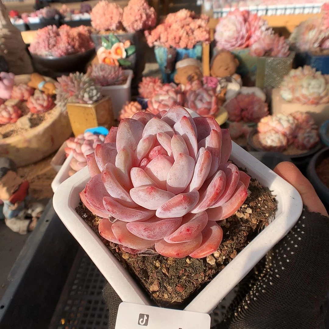 494雪天使多肉植物3336