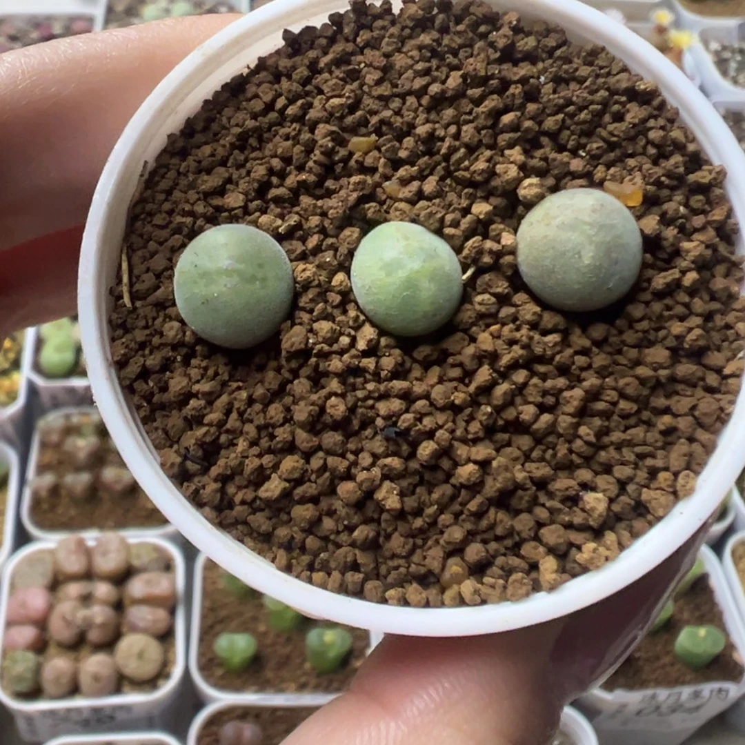 024矮胖大眼空蝉裸根发货