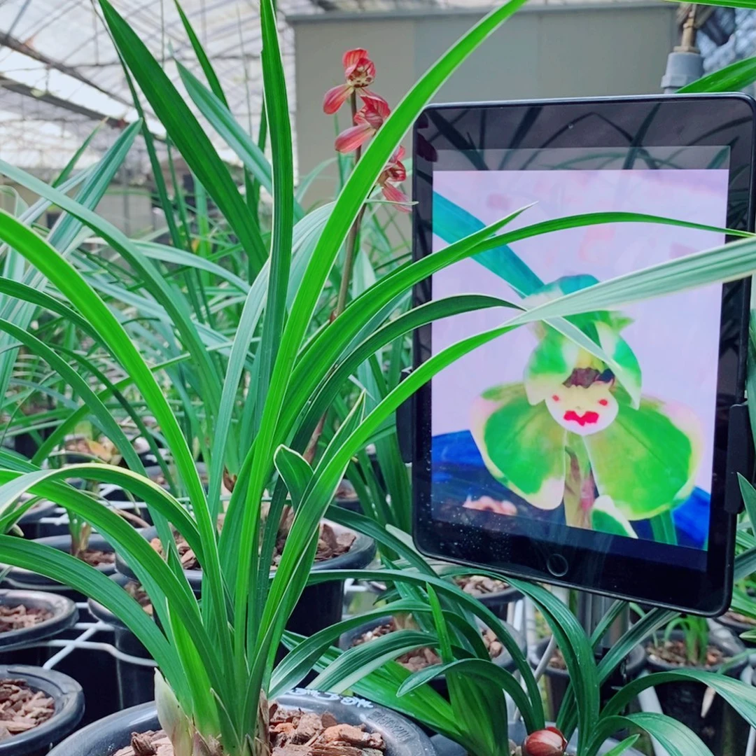 大部分花苞少量开放