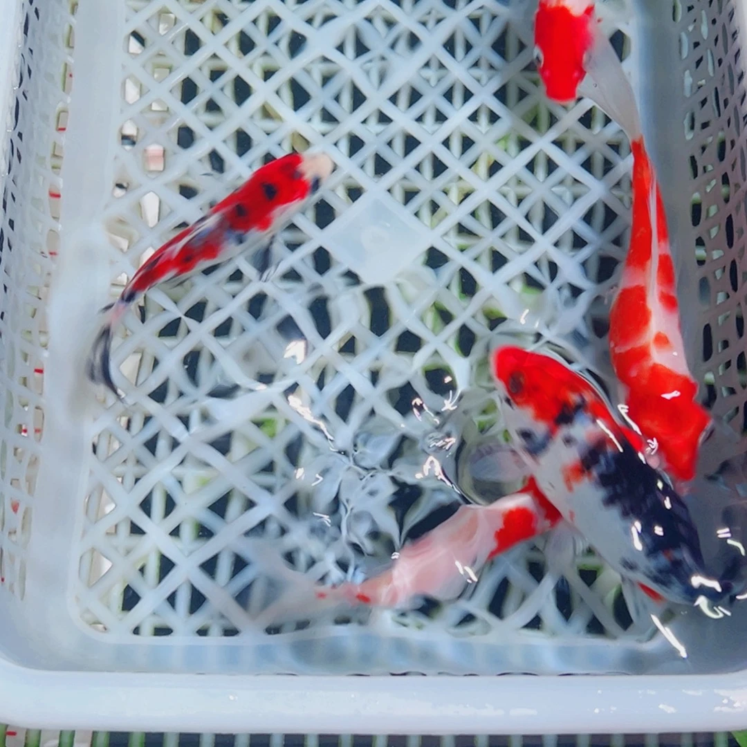 锦鲤锦鲤观赏鱼1111