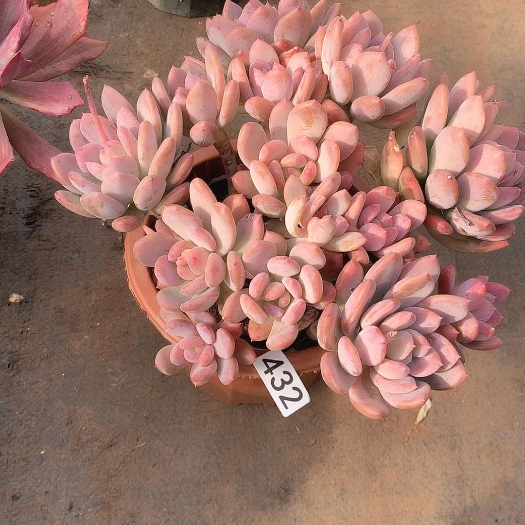 432灰姑娘 一物一拍多肉