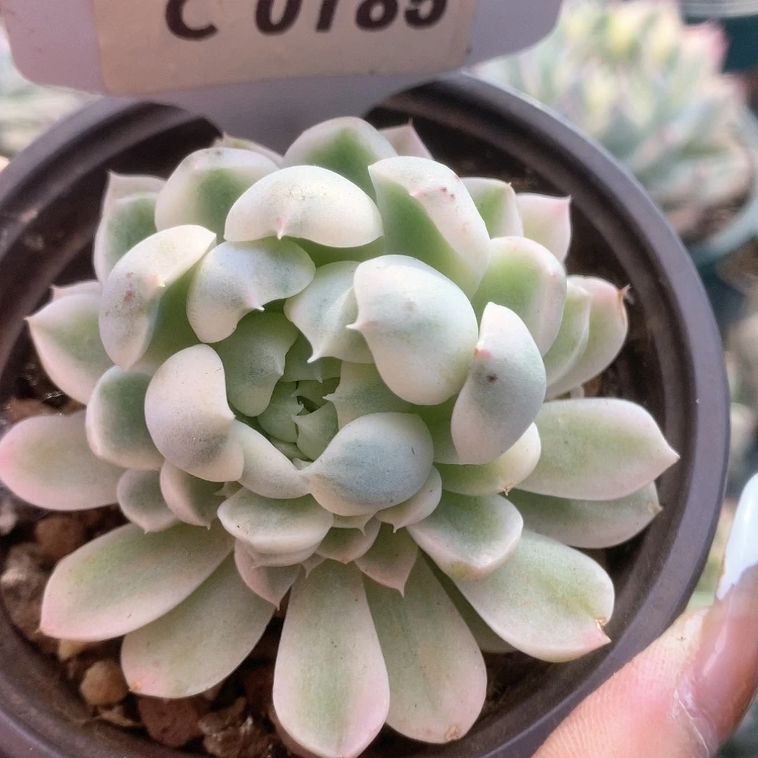 185月影精灵锦锦锦锦锦锦