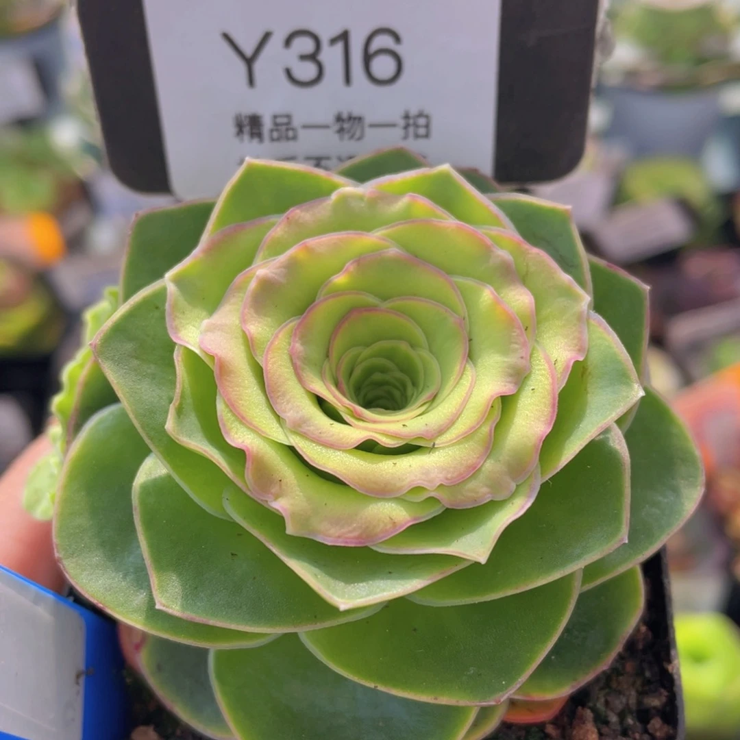 慕可新年福利316一物一拍