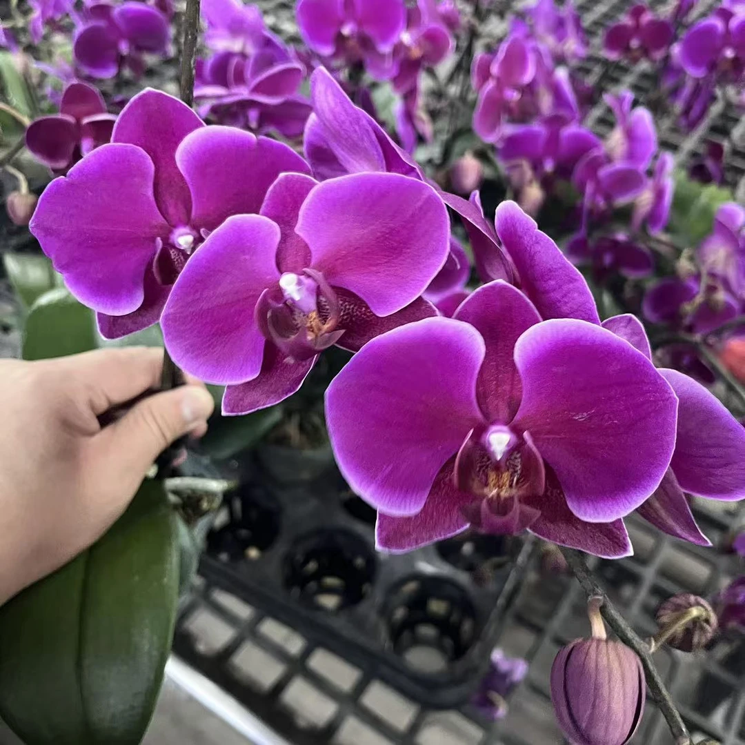 蝴蝶兰【红美人】花色鲜艳 广州基地直发