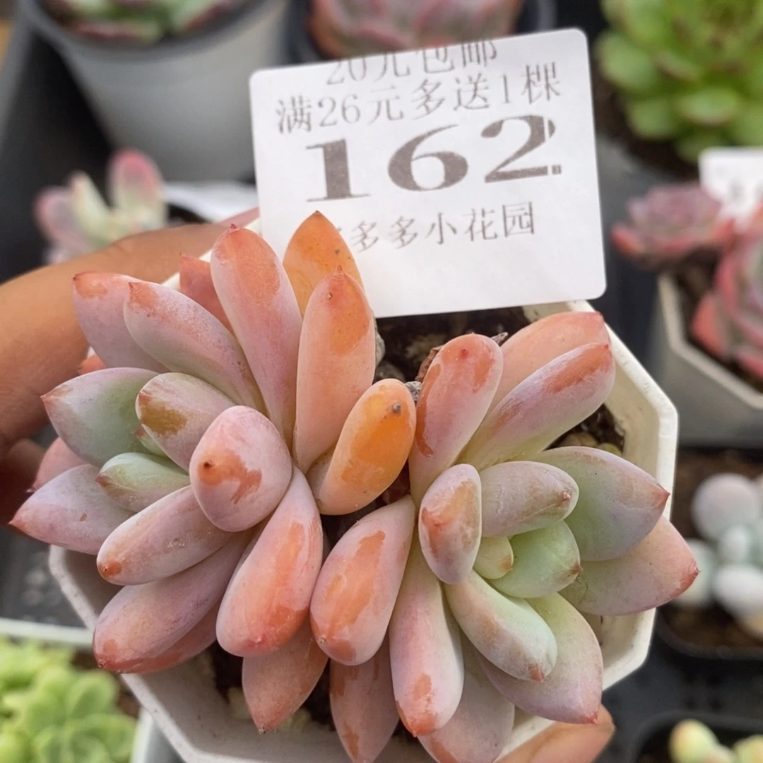 双头星星雪一物一拍满20包邮满26送一颗多肉