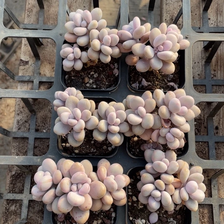 呢桃蛋3头6颗专拍