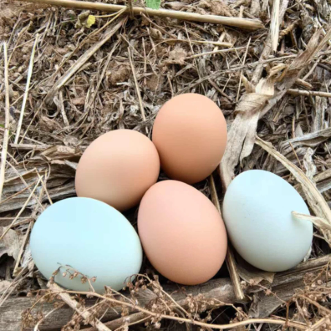 首山惠农乌鸡口感鸡蛋 10枚