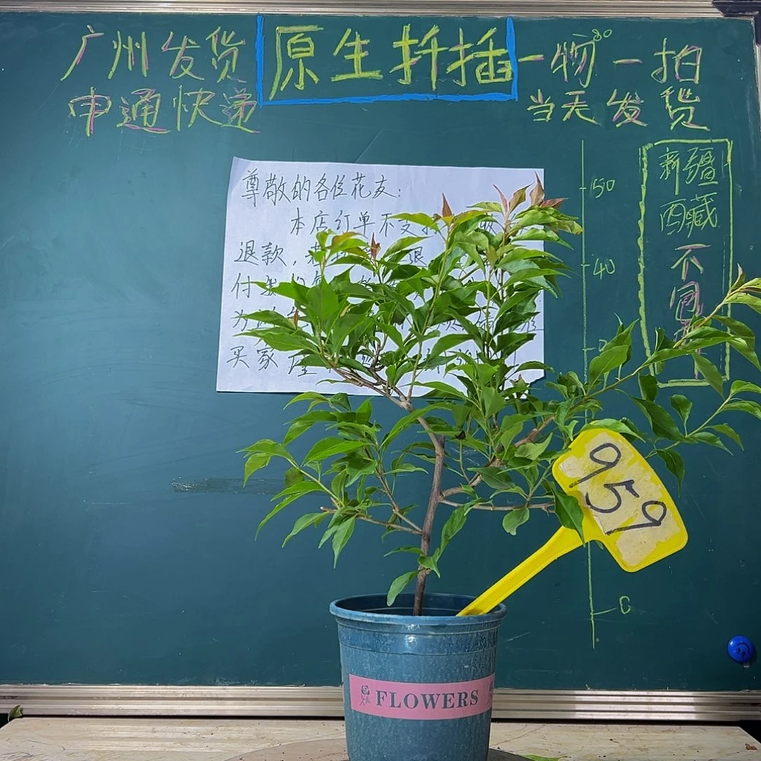 当前无花栽培后可以开花 福利  紫桑巴  959