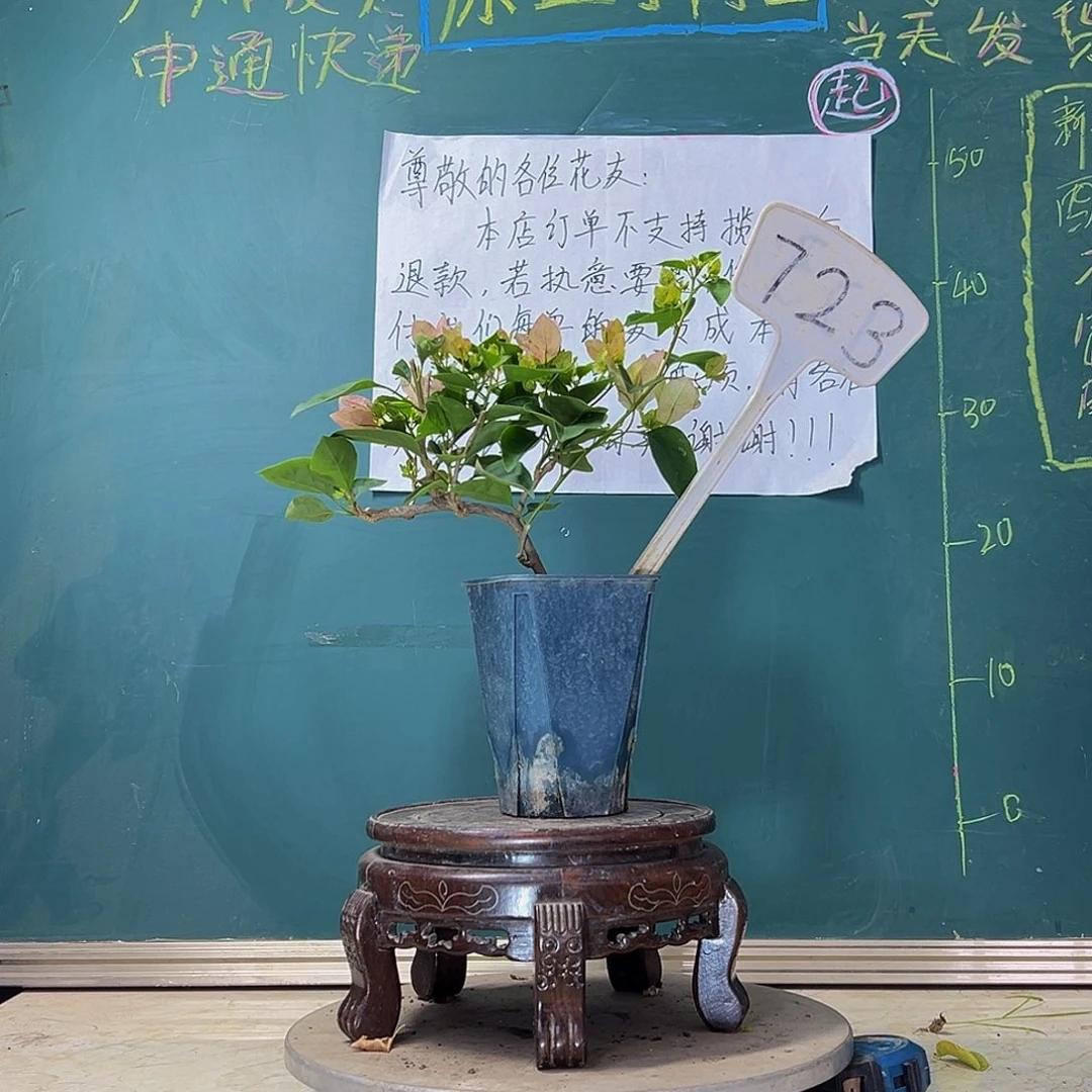 当前无花栽培后可以开花 造型 绿叶五宝  方盆 723