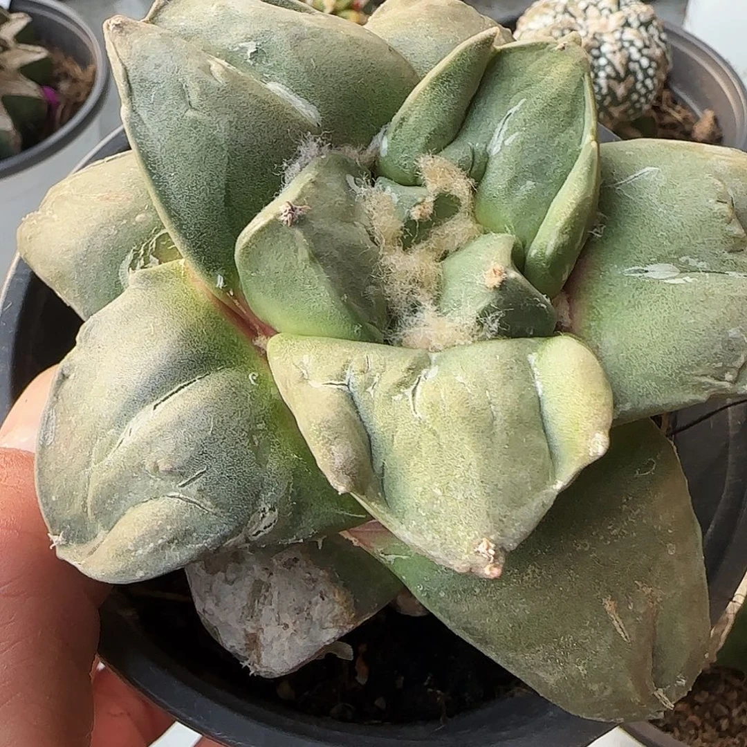 大牛舌241仙人球开花