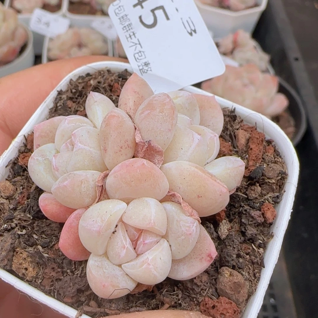 糖心冰玉一颗脱土发货