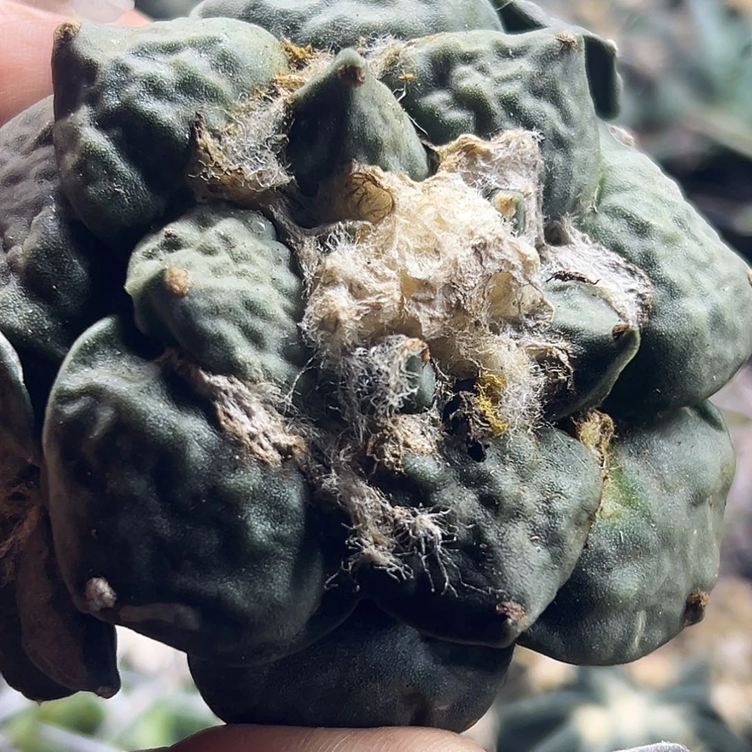 牡丹仙人球66666666