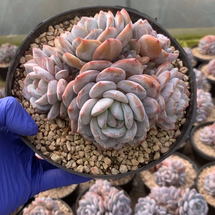 无花朵哈哈哈哈哈哈哈哈哈50