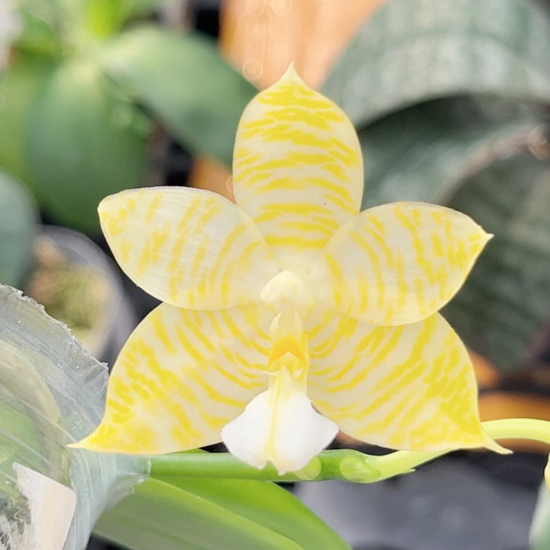 完全开放2.5寸林登戒指开花株