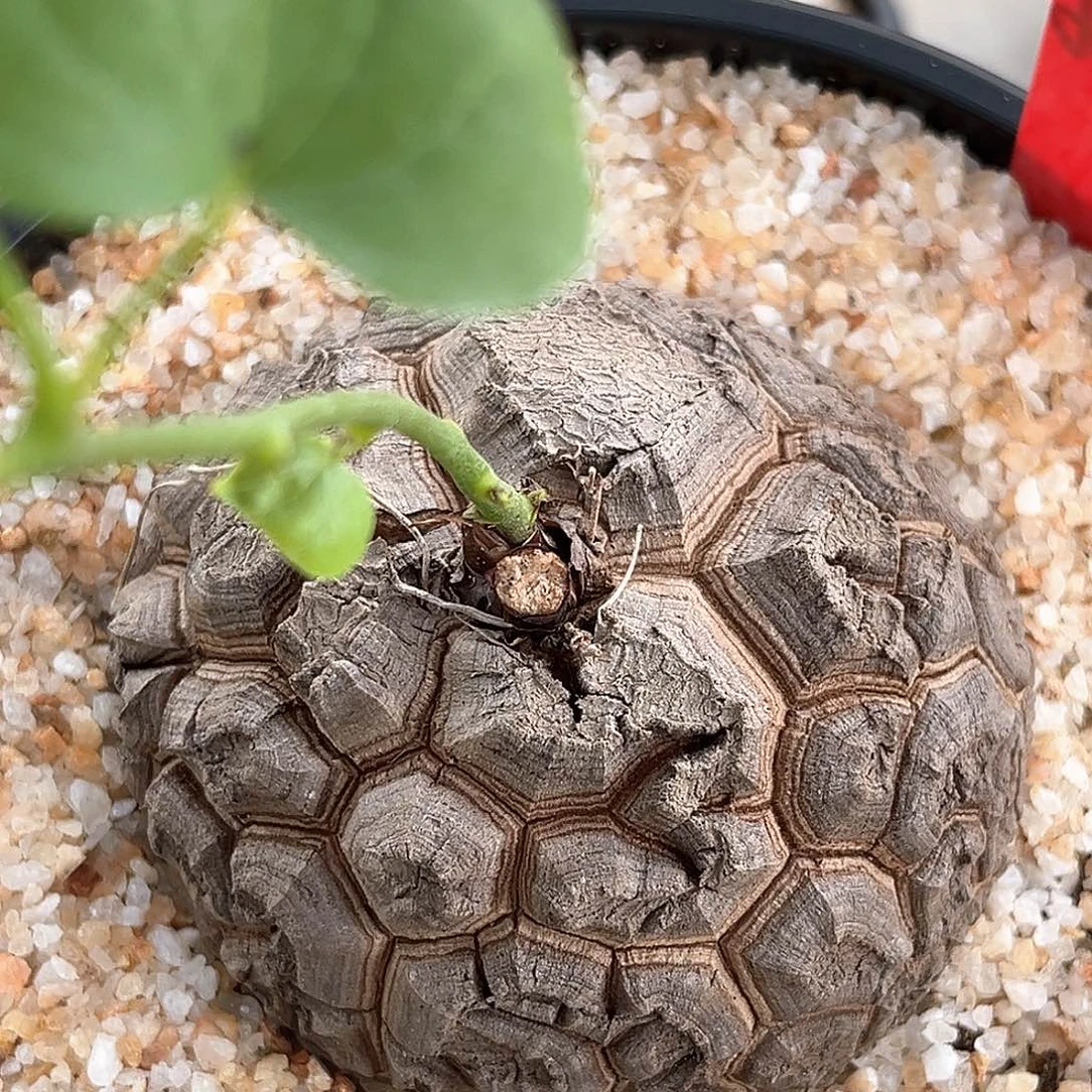 潮流植物 龟甲龙  E26