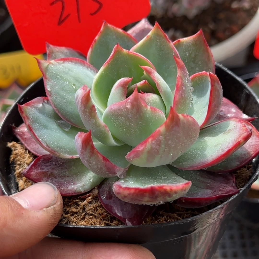 花脸惊鸿一物一拍包装收缩花旱215