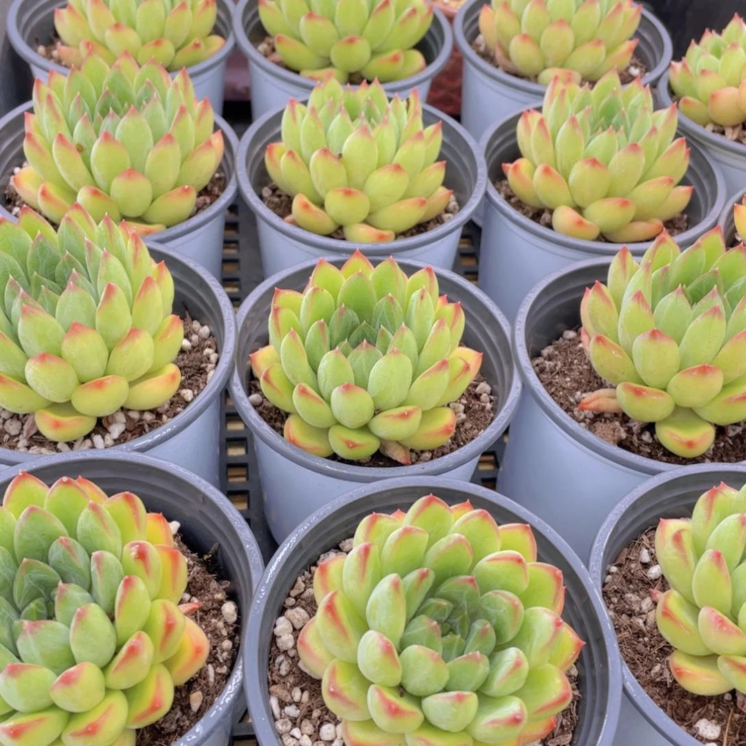 量拍17号 彩体幻影美人单头一个