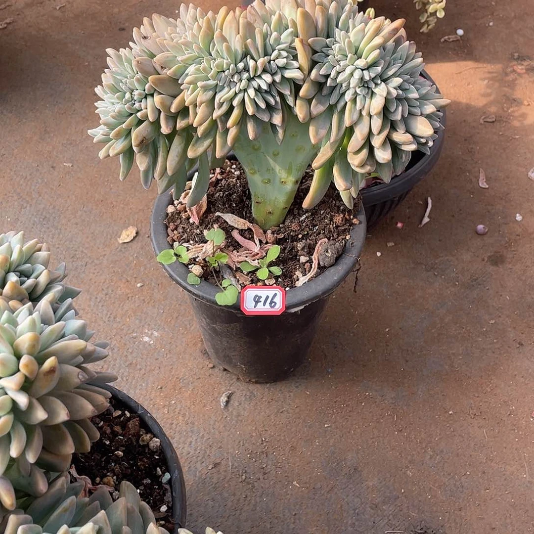 416淡雪缀一物一拍多肉