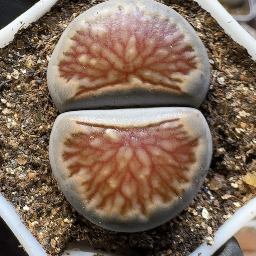 生石花22:：：：。  117