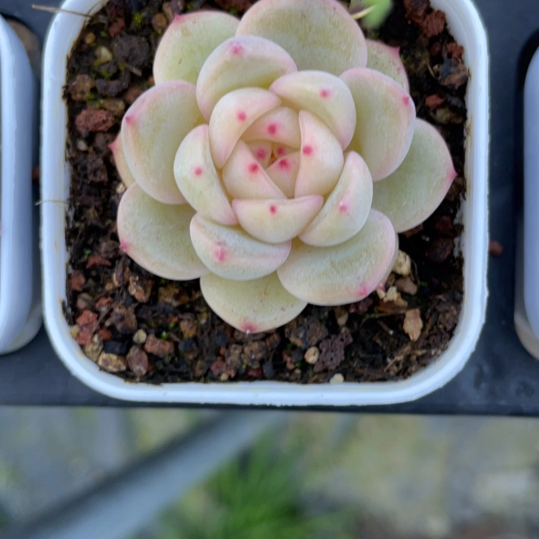 Z2704优选珍妮新品