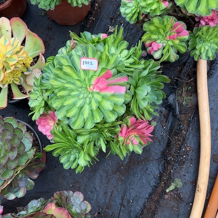 精品多肉植物01012