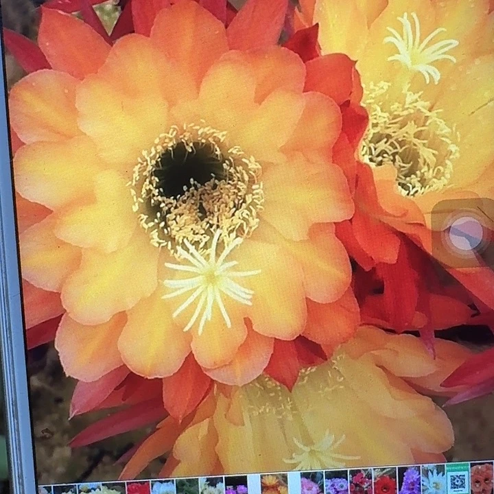 法三侧芽5公分毛花柱仙人球