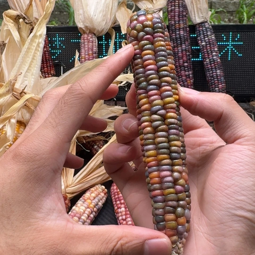 荼***白柏香籽/百香籽吊坠