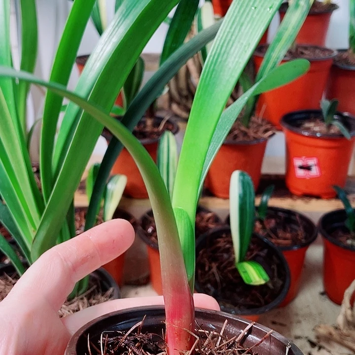 完全开放君子兰好看