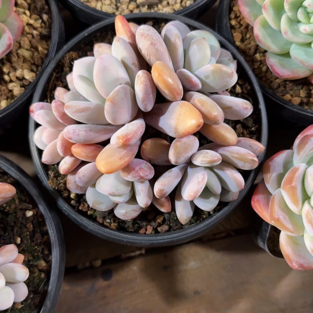 粉兔11111111111111111111