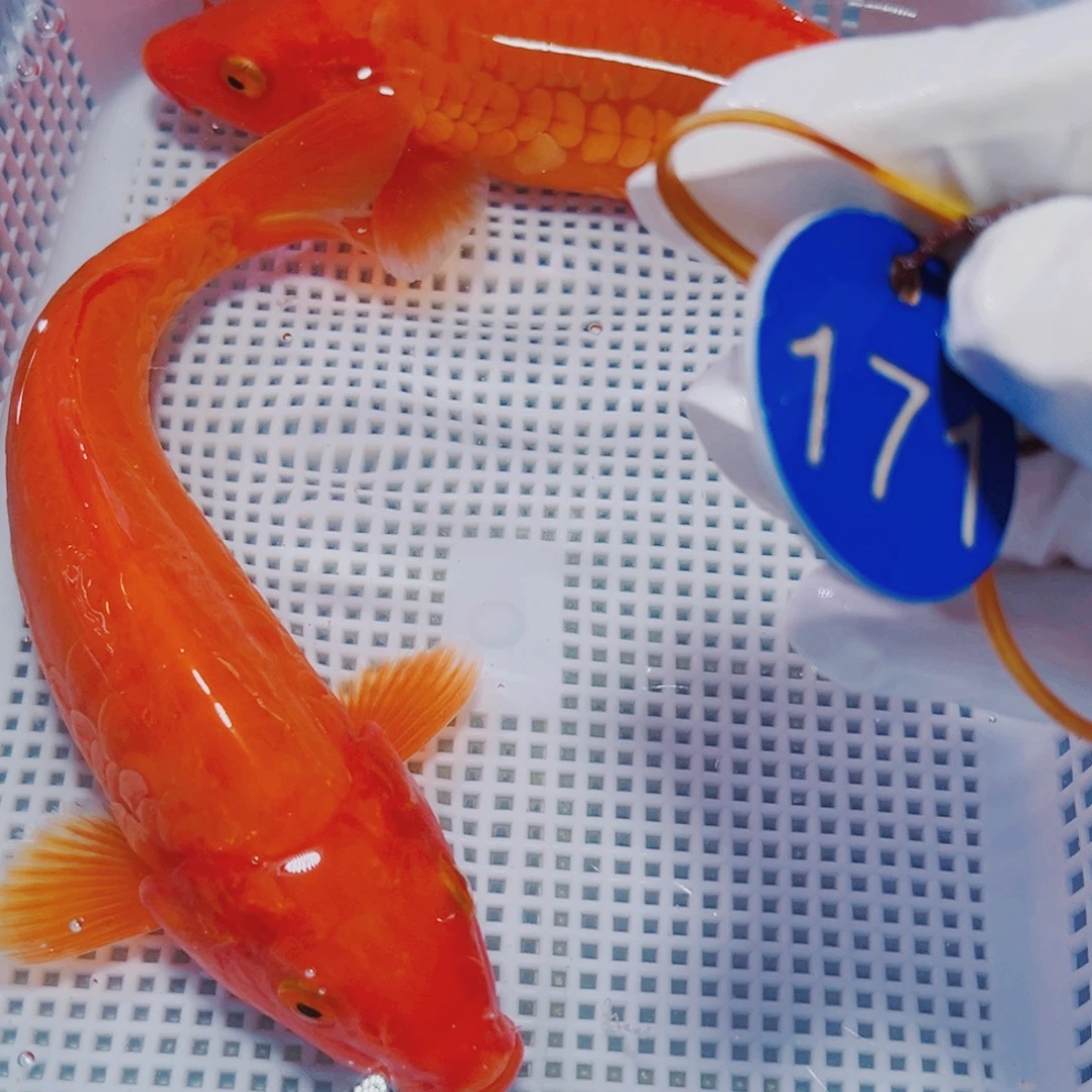 锦鲤锦鲤观赏鱼冷水171