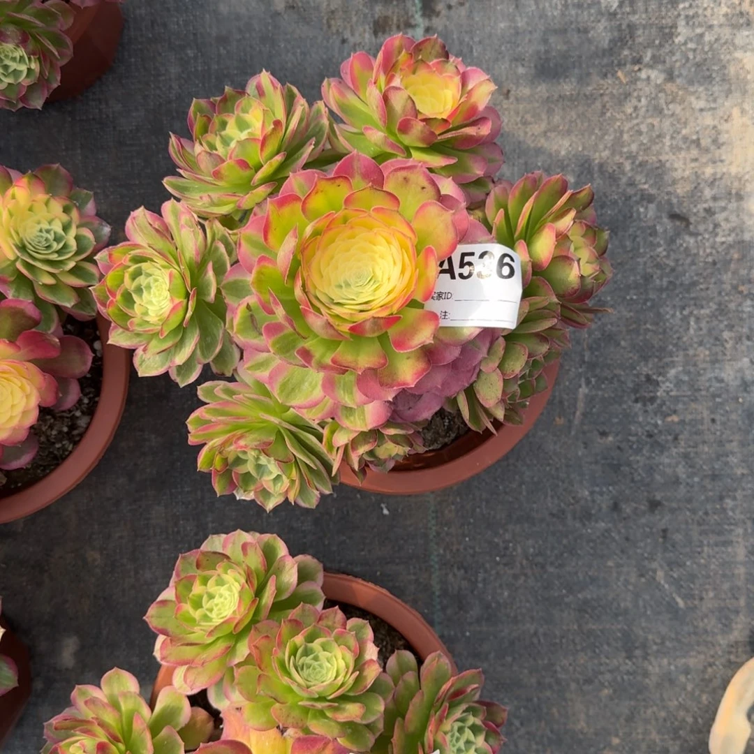 海仙多肉法师a536