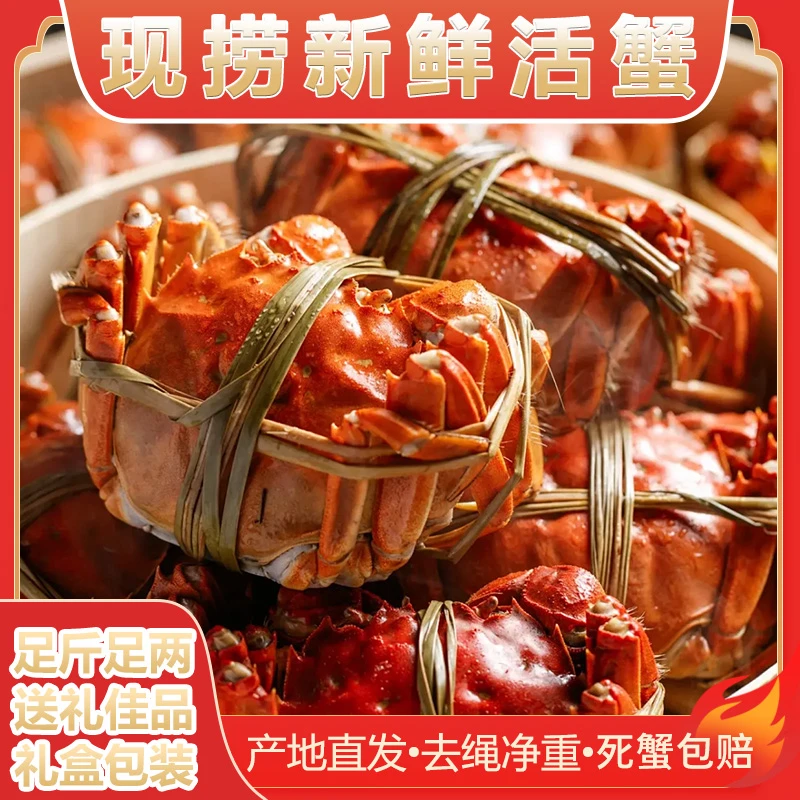 【活蟹】洪泽湖大闸蟹全母蟹3.0-2.7两8只鲜活螃蟹现捕现捞现发