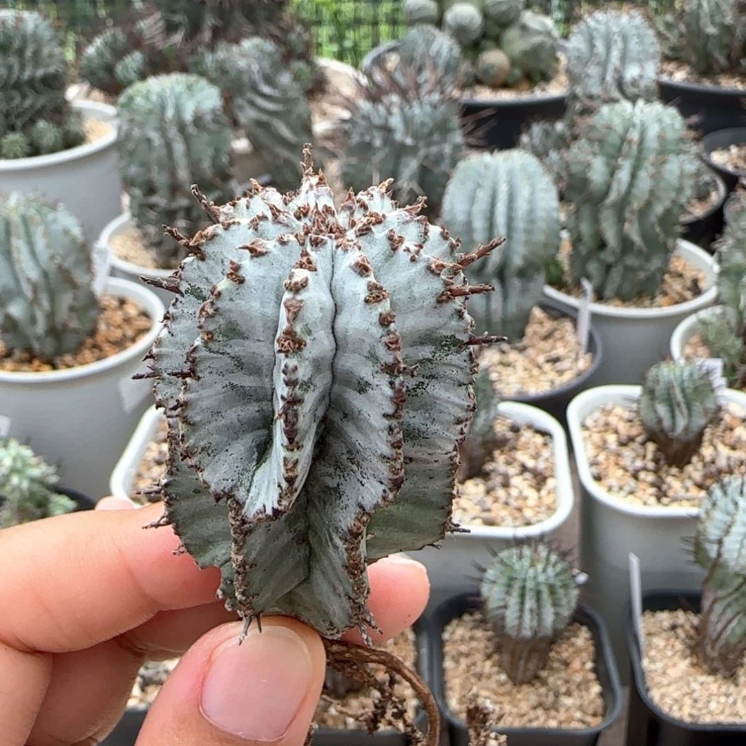 4号实生1111111111111