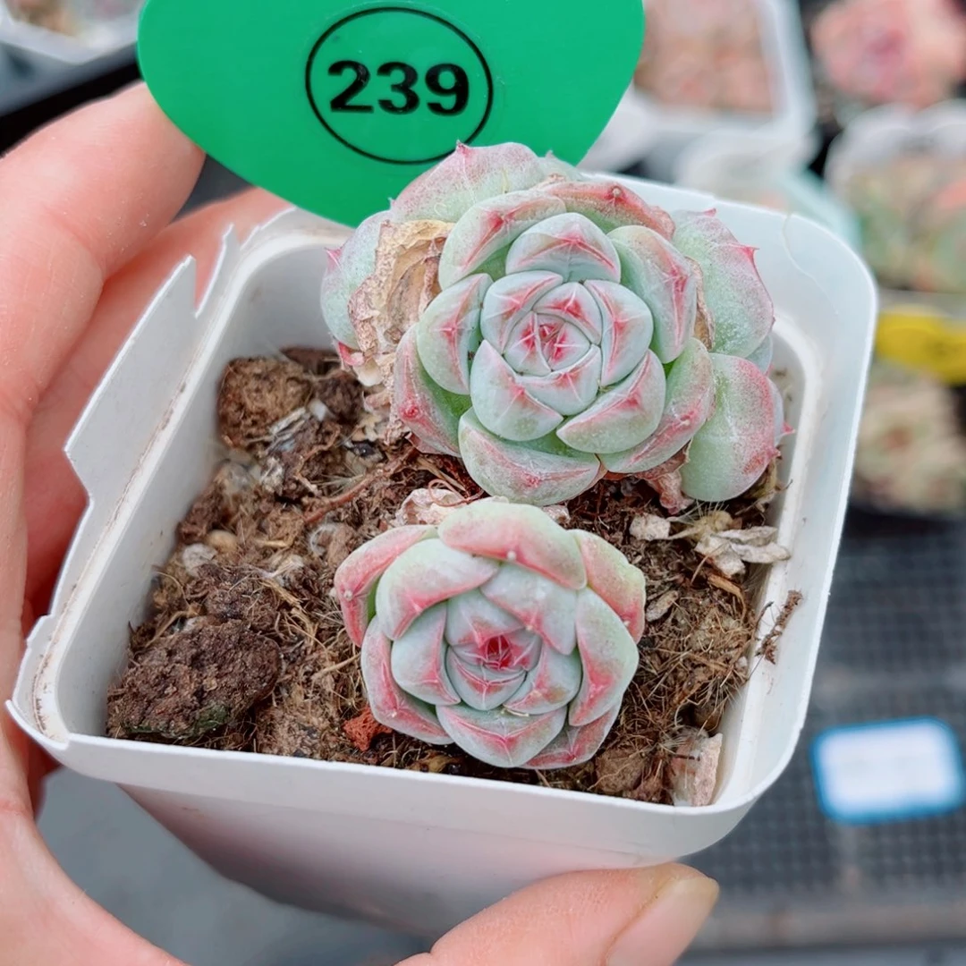 曦***月239号小老桩珍妮群