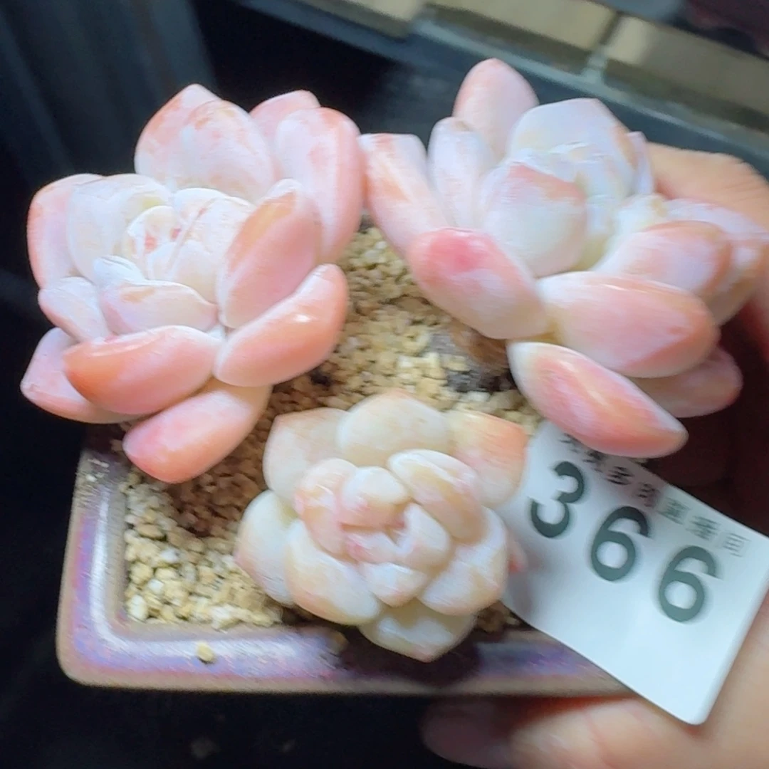 石化冰玉      愿你一路坦途，乘风破浪展宏图