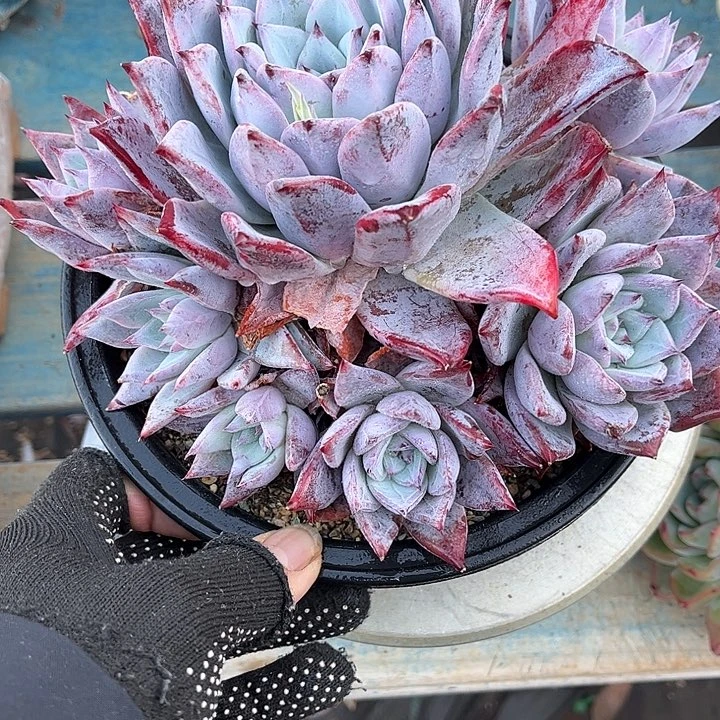 多肉植物一物一拍