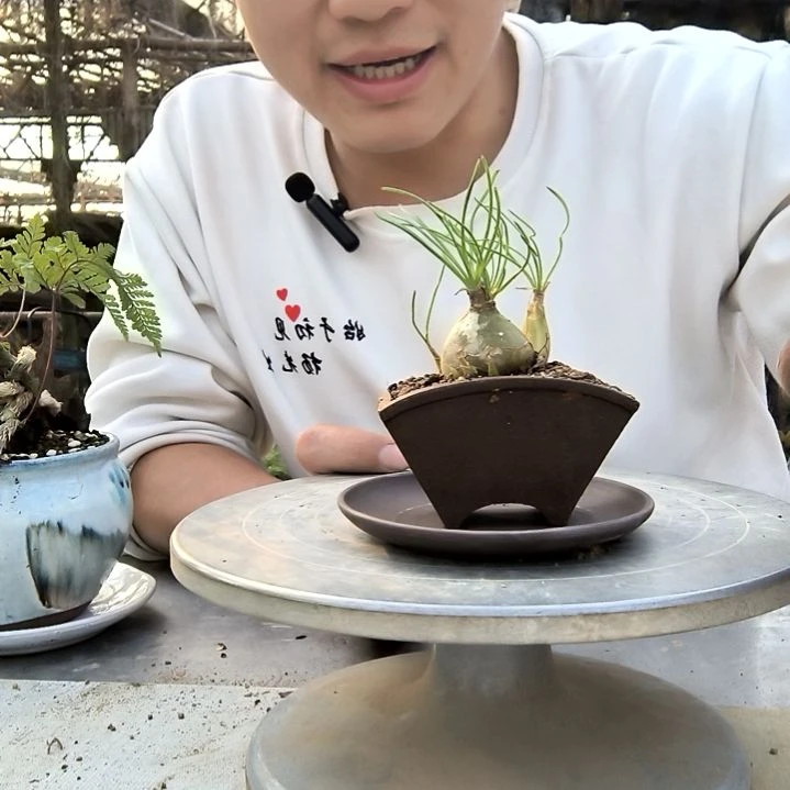 糖***候小盆景小植物一物一拍194