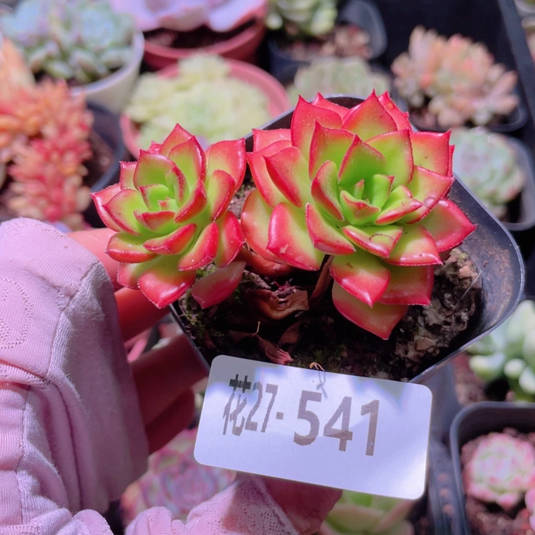 花利美27-541蒂亚