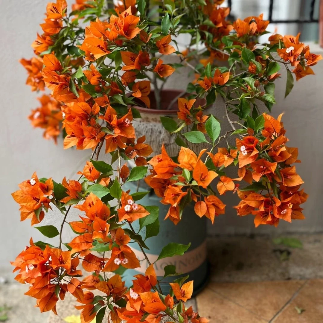 橙桑巴 原生袋苗 不包活 无售后