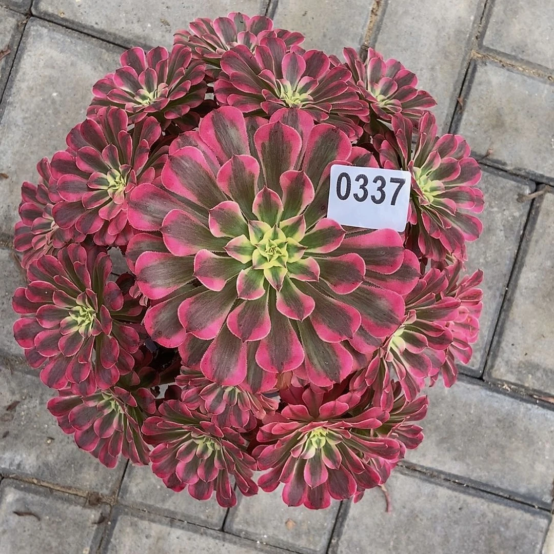 0337红铜白444444冠服20.30左右