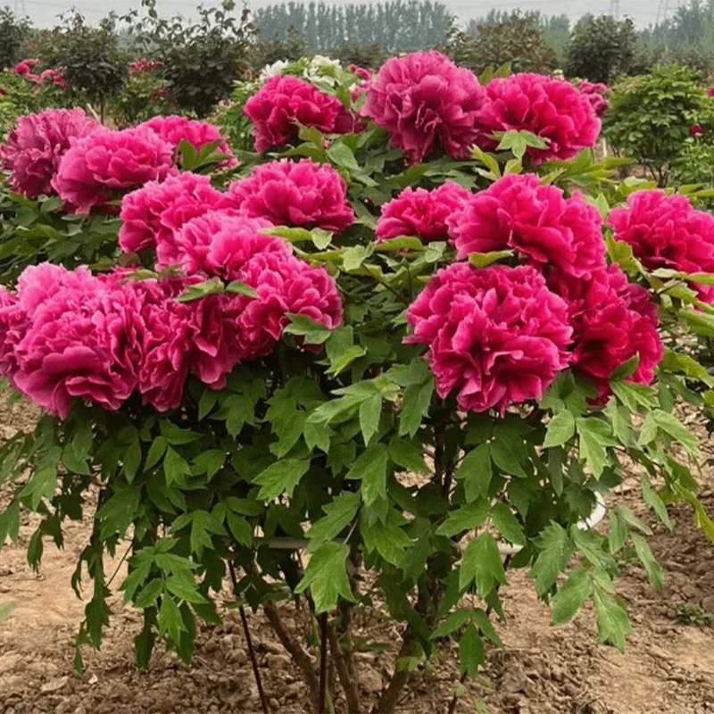新人福利【老桩牡丹】千层重瓣大花牡丹 正宗菏泽牡丹 基地直发